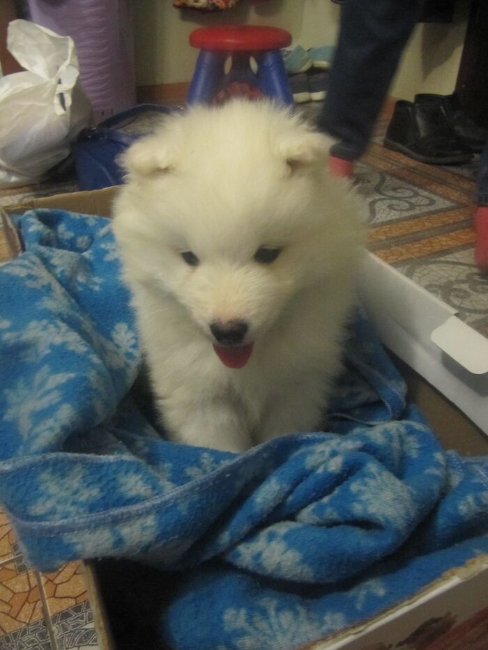 Ответ на пост «Вот лучше гляньте на моего щенка»