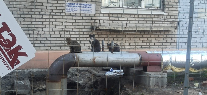 Котейки в очереди