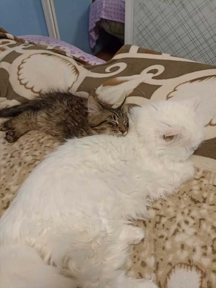          , , , , -,   , ,  