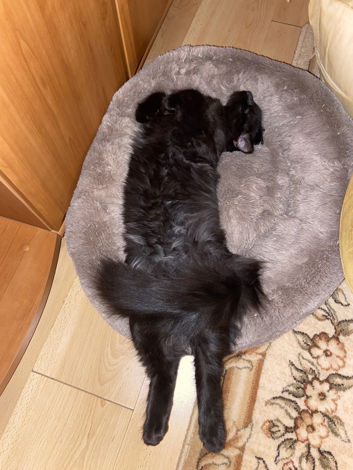 Тогда и моего котана посмотрите