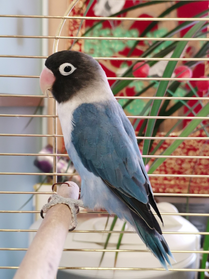 Мой питомец