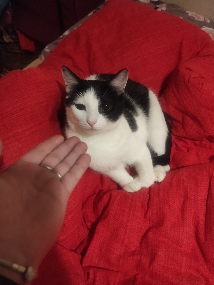 Ответ на пост «Не показал кота - не пикабушник»