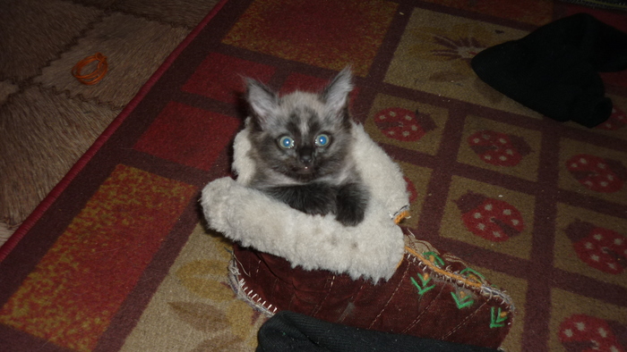 ����� �� ���� ��� ������� ���� - �� ����������