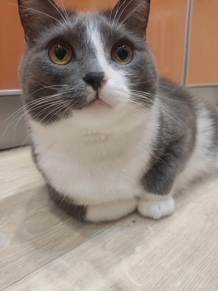 ����� Shiigeru � ��� ������� ���� - �� ����������