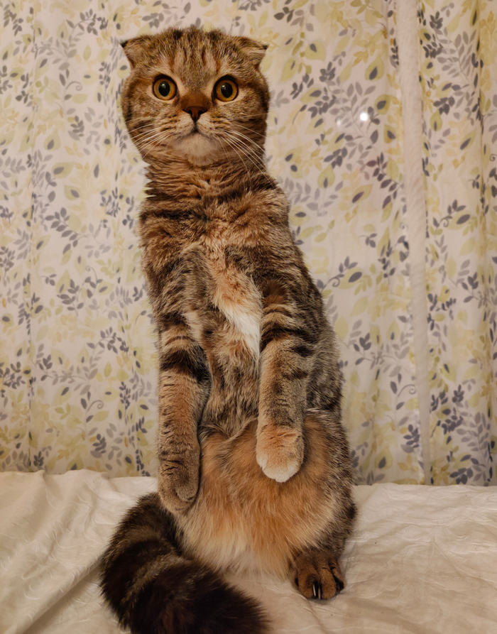 � ��� ������ �������