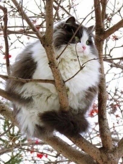 Упитанный такой воробушек