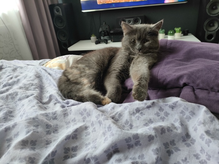 Один из моих котэ