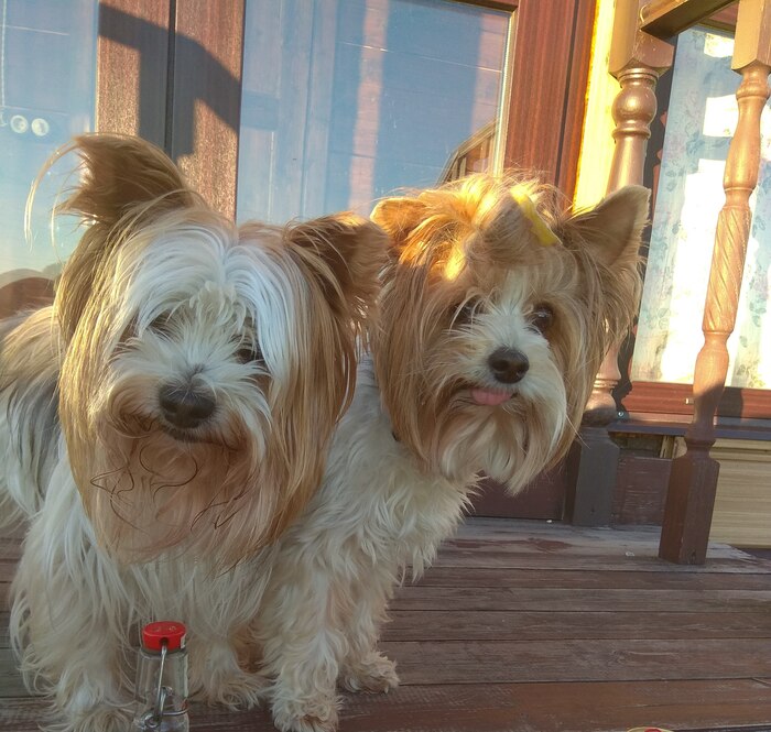 Посмотрите на моих чижиков