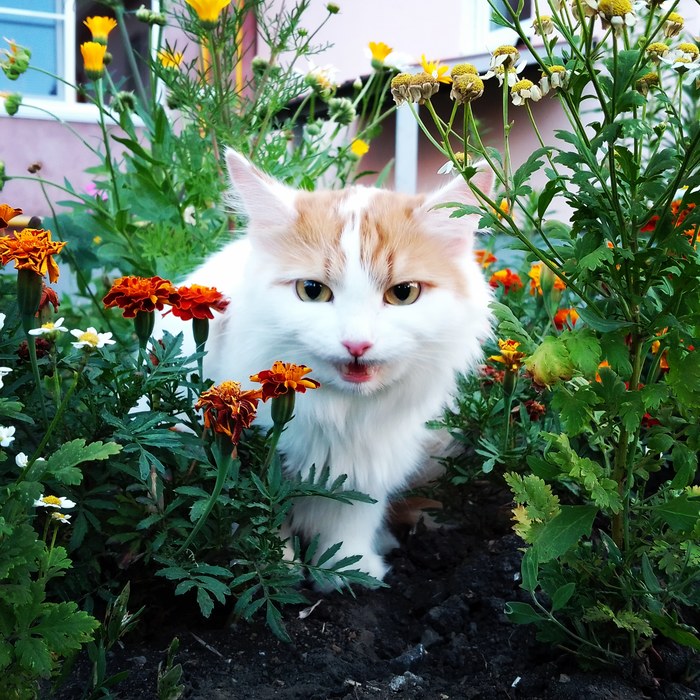 ������ ������� �������, ������� �����^^