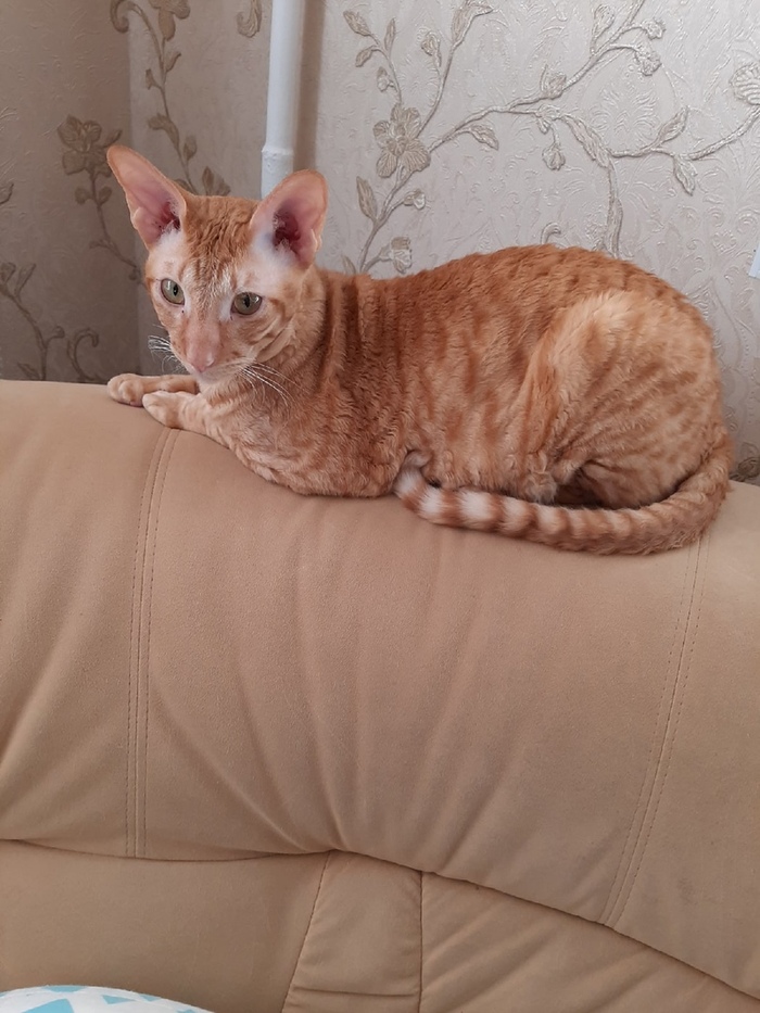 ��� ��� ��� ������ � �����