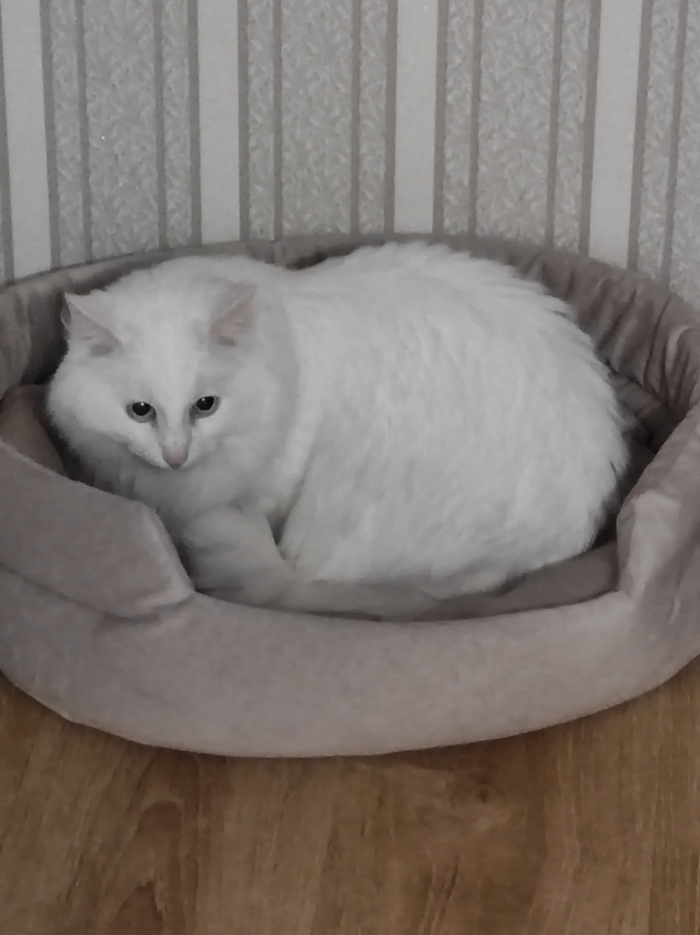 Кот из "срочно в добрые руки"