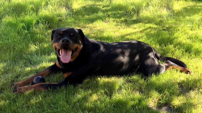 Собака-улыбака