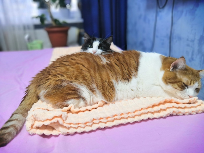 ����������