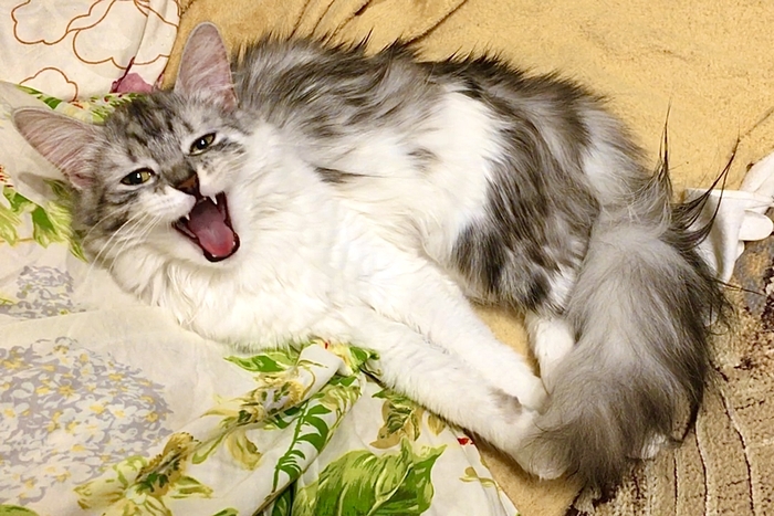 Ответ на пост «Не показал кота - не пикабушник»