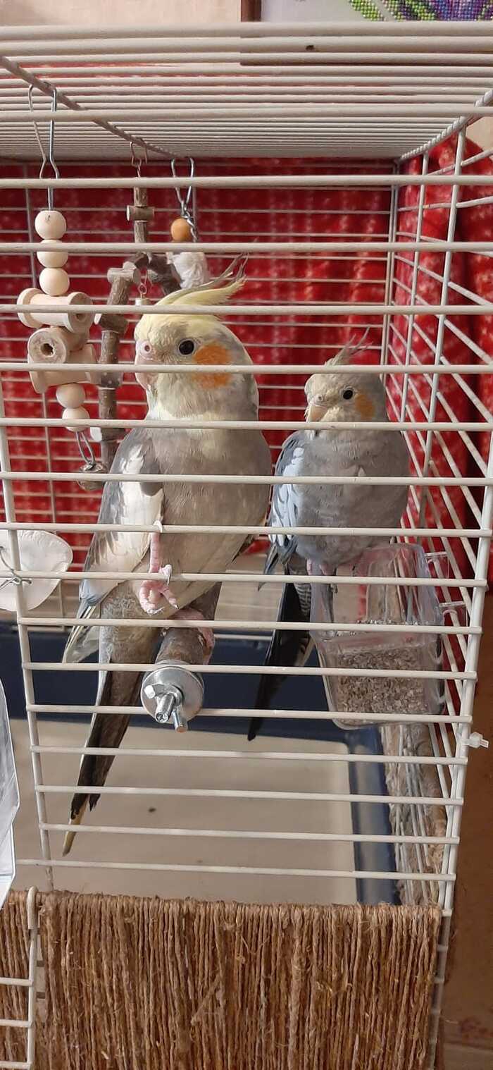 ������� �������