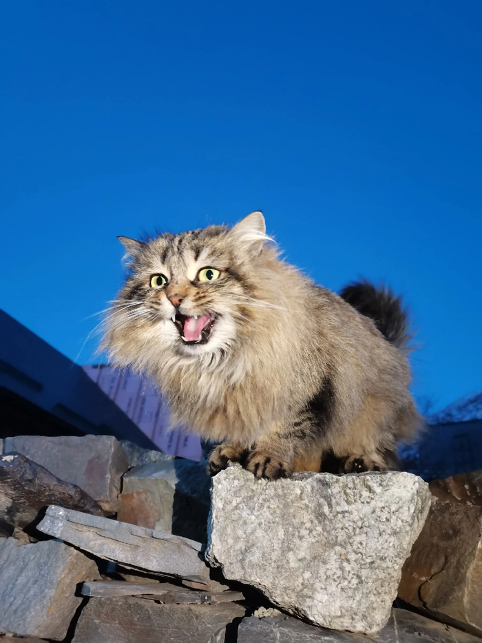 ��� �������