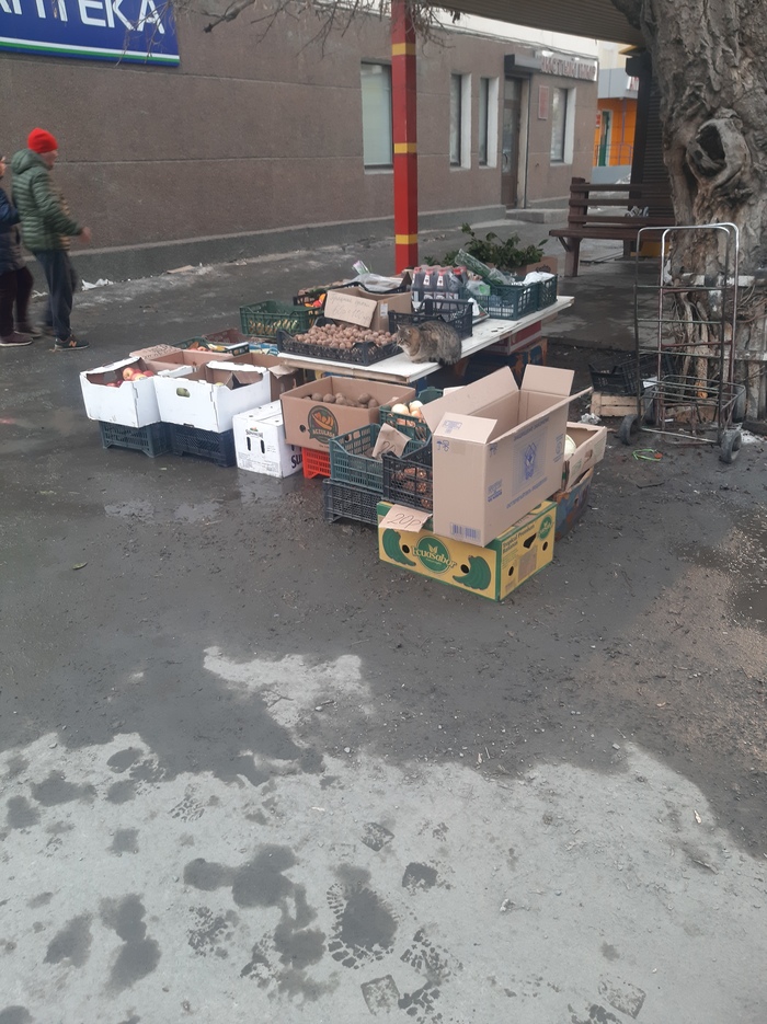 Кот продавец