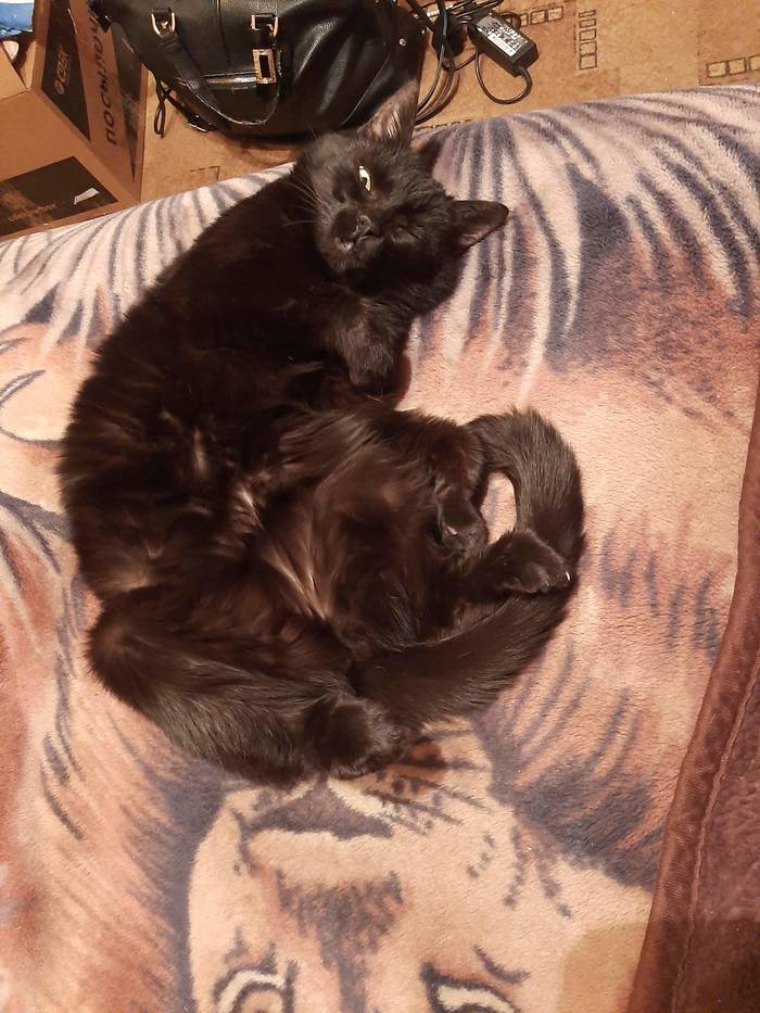 Ответ на пост «Не показал кота - не пикабушник»