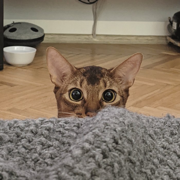 Говорят тут котов показывают?