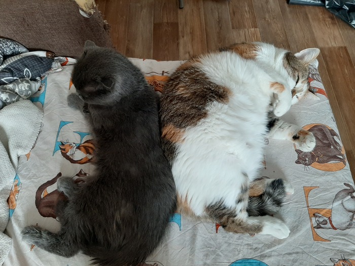 ����� ����