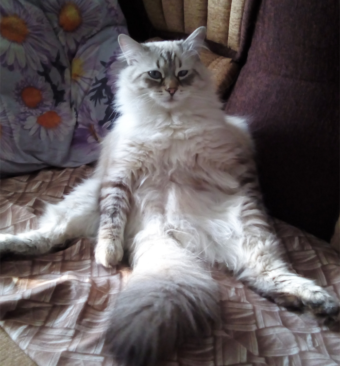 Больше котов богу котов