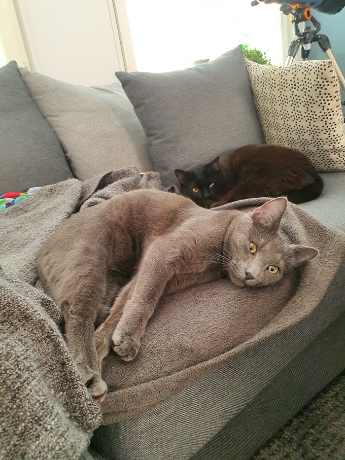 Ответ на пост «Не показал кота - не пикабушник»