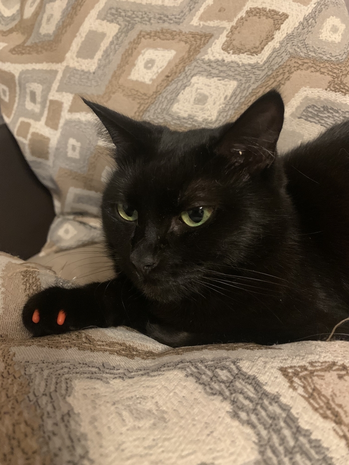 Ответ на пост «Не показал кота - не пикабушник»