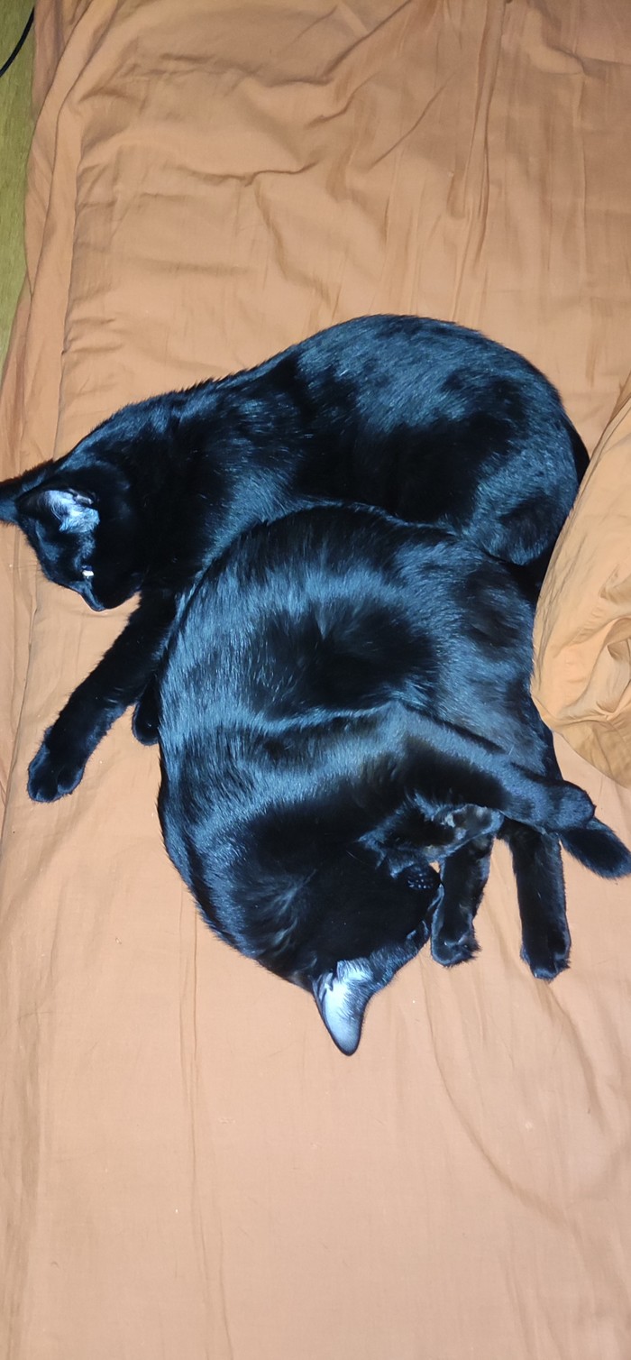 Присоединяюсь к переписи котов :)