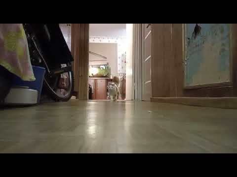 Ответ на пост «Благодарность Пикабу. Привет из Киева!»