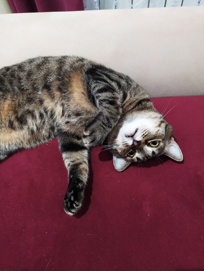 Ответ на пост «Не показал кота - не пикабушник»