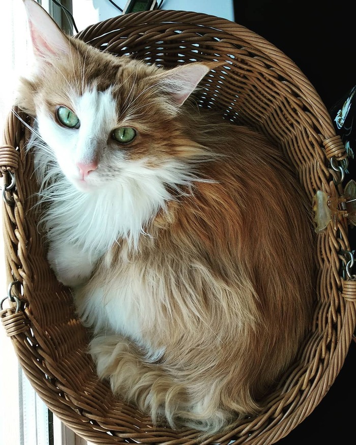 Норвежская лесная кошка