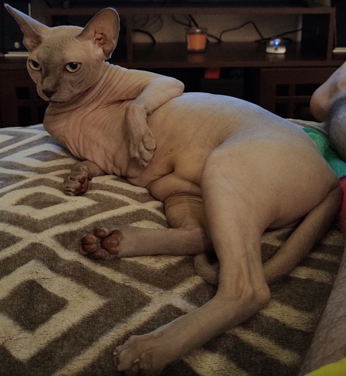 Ответ frolaleksan в «Не показал кота - не пикабушник»