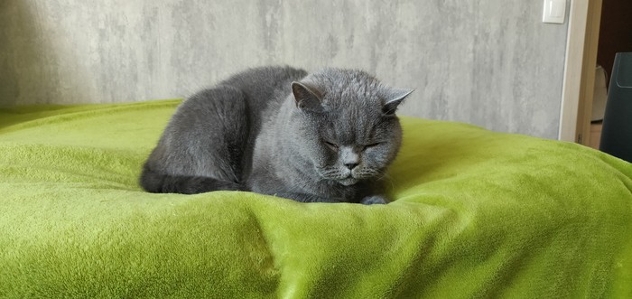 Ответ Shiigeru в «Не показал кота - не пикабушник»