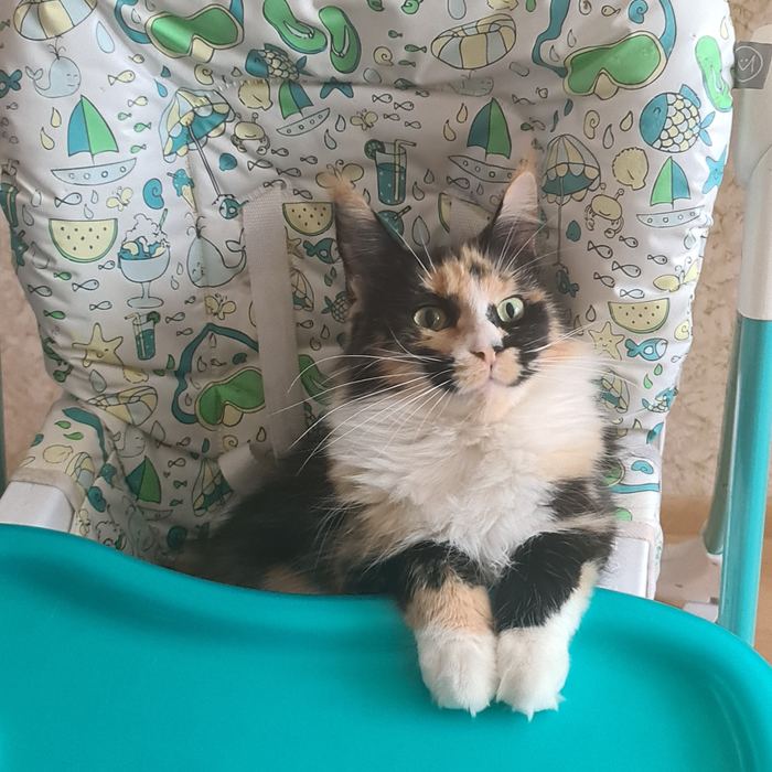 Присоединяюсь ;) Кошка Бэлла