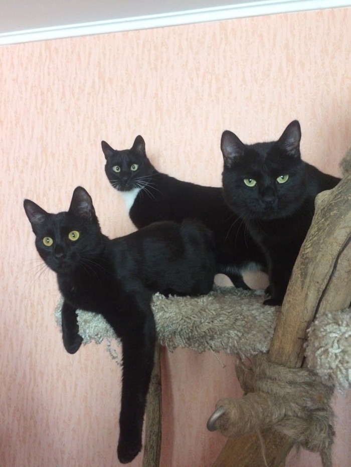 Кто без котиков - тот не пикабушник)