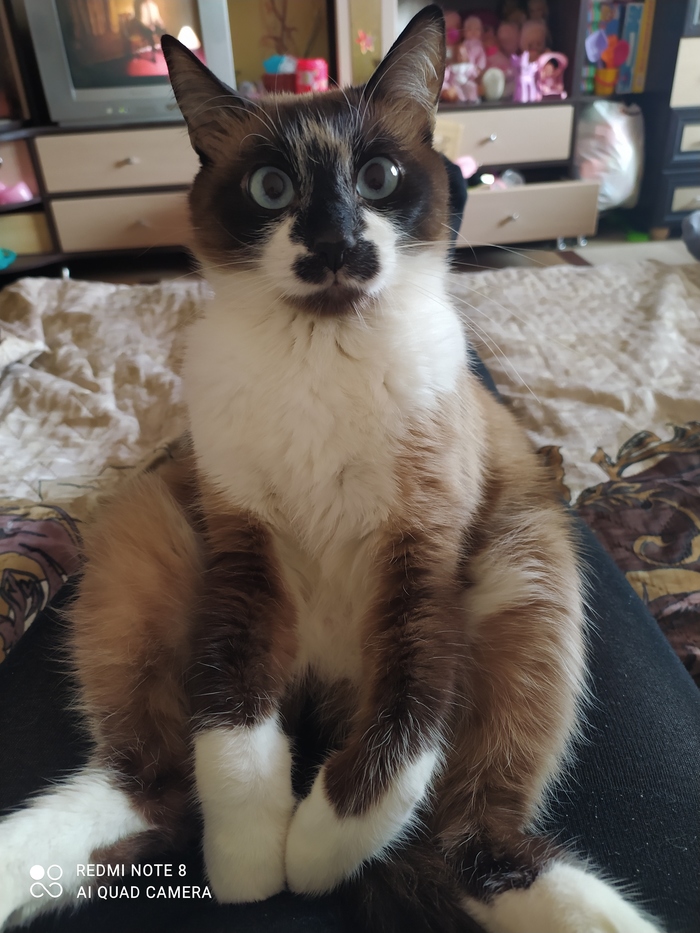 ����������� ����