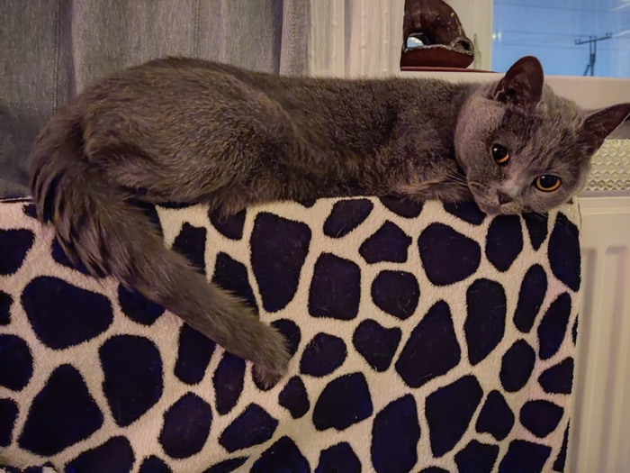 Котэ передает привет