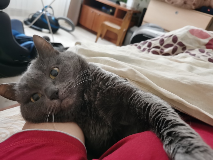 Котики против войны, котики за любовь и ласку