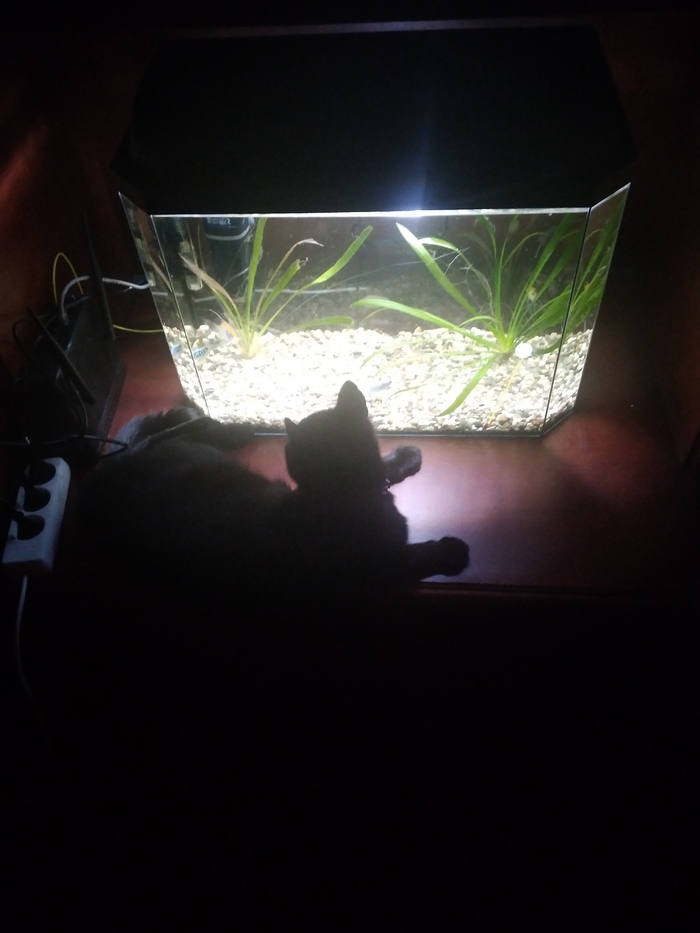 ��������� ��� ����