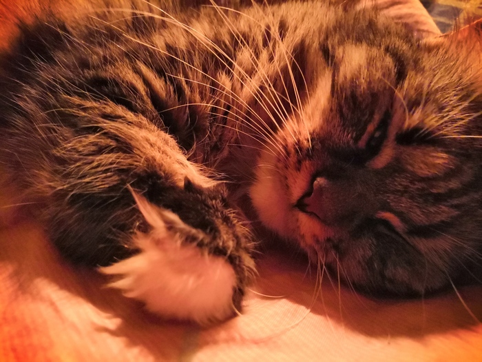 ��� ����