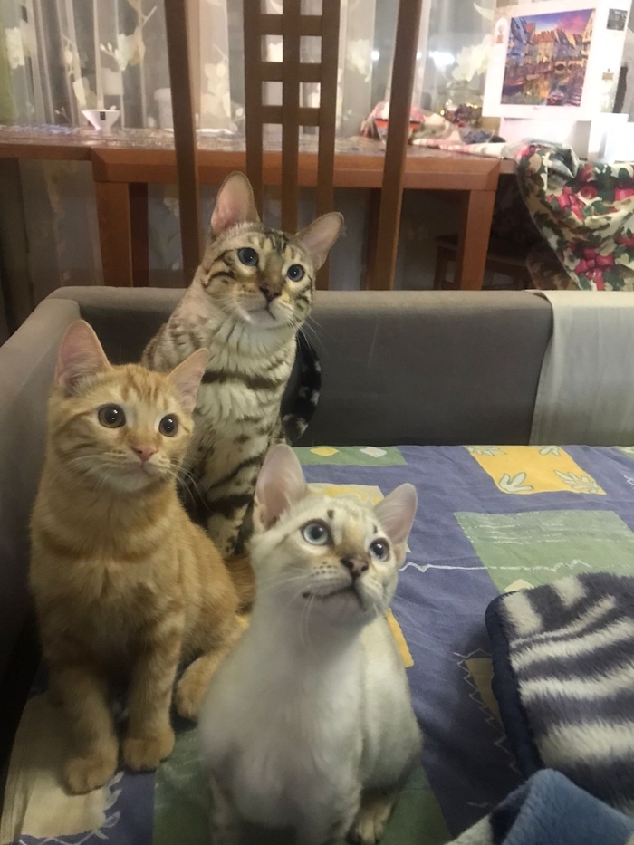 Я тоже хочу хвастаться толстомягкими)