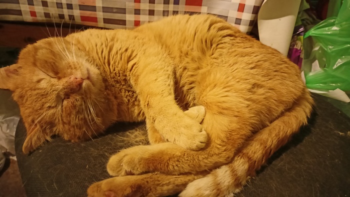 Уличный кот,который решил стать домашним