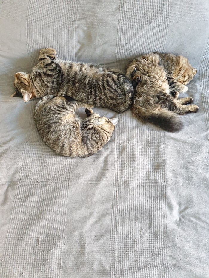 А это мои коты и кошечка