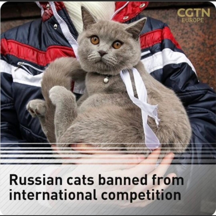 Это не фейк: котов и кошек из России отстранили от международных выставок, а заводчиков отстранили от сотрудничества Кот, Санкции