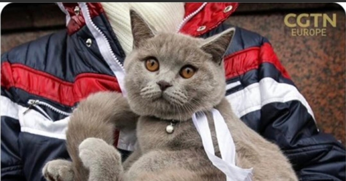 Блог Кота Моти.: Верить... Кот, Храм, Редкие фотографии