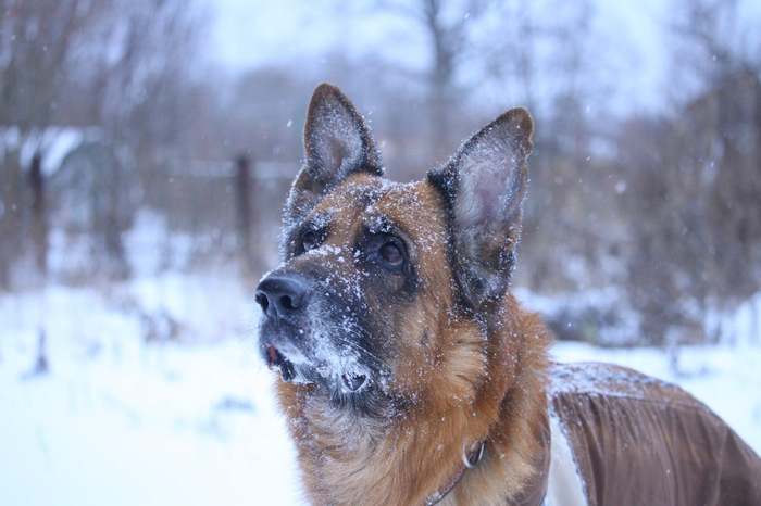 Надоело про котов
