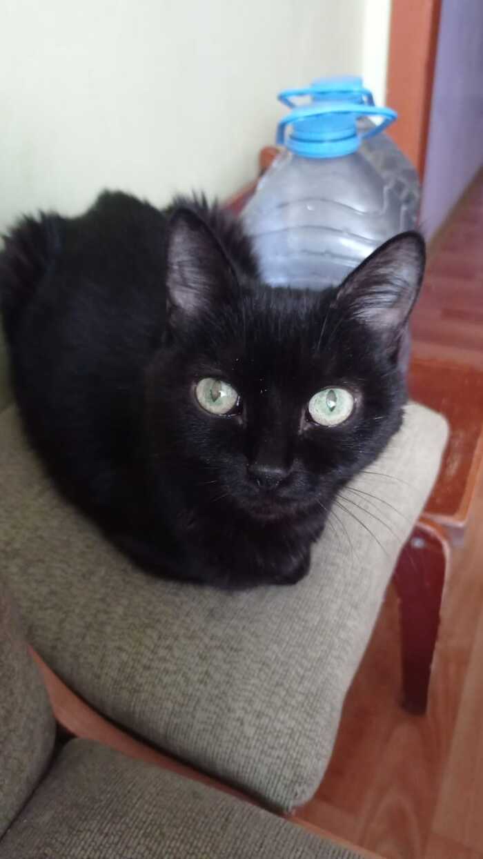 Ответ vivihq в «Не показал кота - не пикабушник»