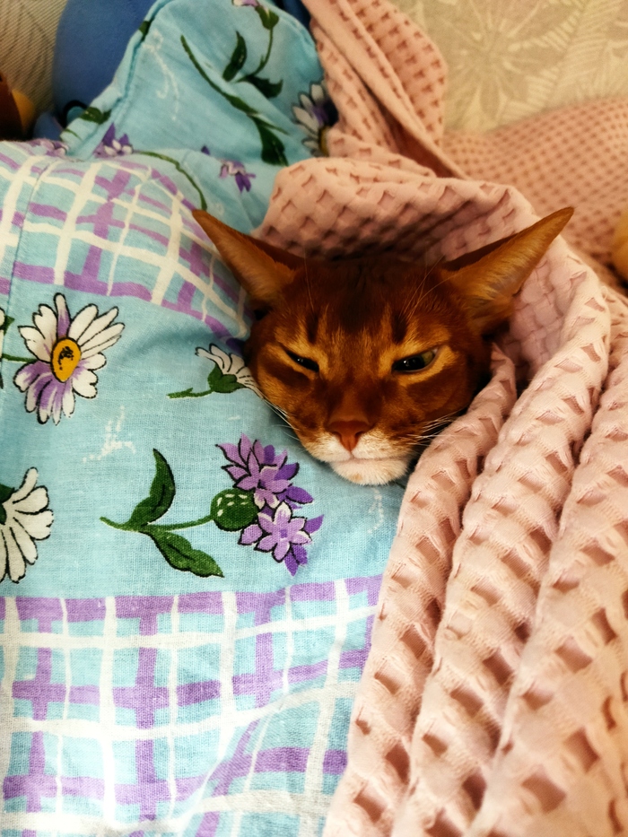 Ответ на пост "Не показал кота - не пикабушник!" 2