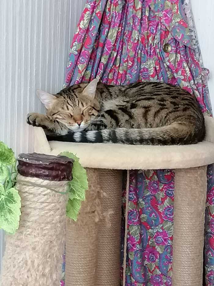 ����������� ��� ����