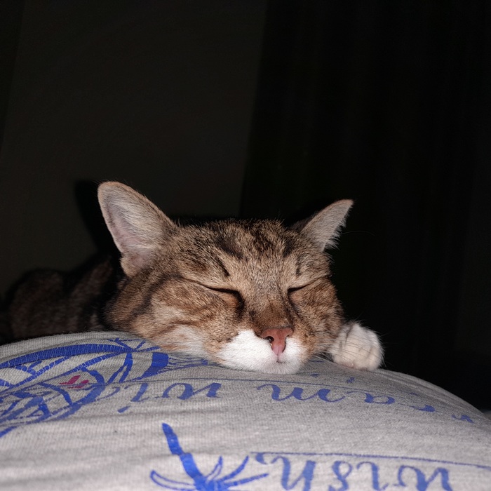 Ну и моя кошка-антистресс